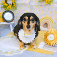 【池下店】2024年3月25日のワンちゃん達♪