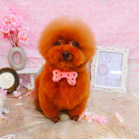 【池下店】2024年3月29日のワンちゃん達♪