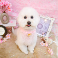 【池下店】2024年3月30日のワンちゃん達♪