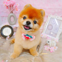 【池下店】2024年3月31日のワンちゃん達♪