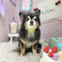 【本店】2024年4月22日のワンちゃん達♪