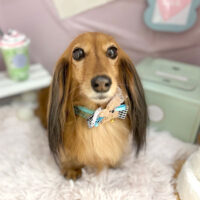 【本店】2024年4月4日のワンちゃん達♪