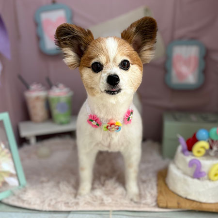 【本店】2024年4月6日のワンちゃん達♪