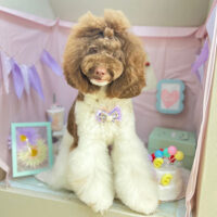 【本店】2024年4月8日のワンちゃん達♪