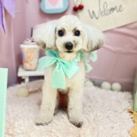 【本店】2024年4月12日のワンちゃん達♪