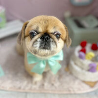 【本店】2024年4月20日のワンちゃん達♪