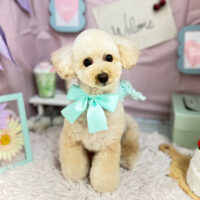 【本店】2024年4月25日のワンちゃん達♪