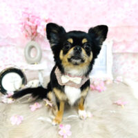 【池下店】2024年4月7日のワンちゃん達♪