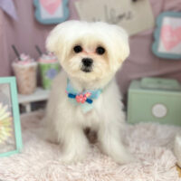 【本店】2024年4月1日のワンちゃん達♪