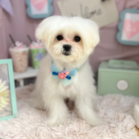 【本店】2024年4月1日のワンちゃん達♪