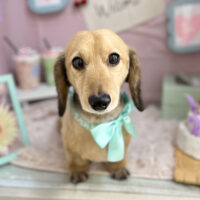 【本店】2024年4月11日のワンちゃん達♪