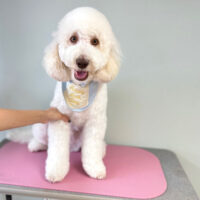 【本店】2024年4月5日のワンちゃん達♪