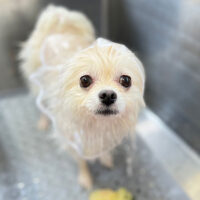 【本店】2024年4月13日のワンちゃん達♪