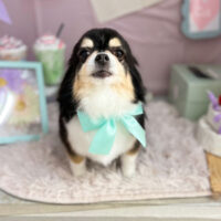 【本店】2024年4月14日のワンちゃん達♪