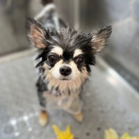 【本店】2024年4月18日のワンちゃん達♪