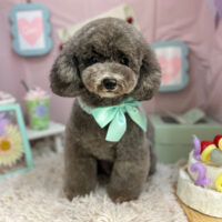 【本店】2024年4月19日のワンちゃん達♪