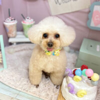 【本店】2024年4月7日のワンちゃん達♪