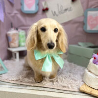 【本店】2024年4月21日のワンちゃん達♪