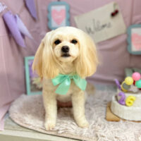 【本店】2024年4月26日のワンちゃん達♪