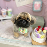 【本店】2024年4月15日のワンちゃん達♪