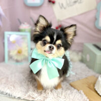 【本店】2024年4月27日のワンちゃん達♪