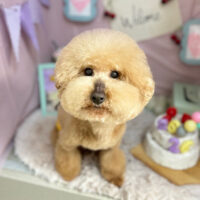 【本店】2024年4月28日のワンちゃん達♪