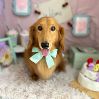 【本店】2024年4月29日のワンちゃん達♪