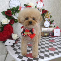 【山手店】2024年4月1日のワンちゃん達♪