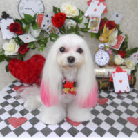 【山手店】2024年4月4日のワンちゃん達♪