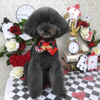 【山手店】2024年4月5日のワンちゃん達♪