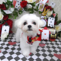 【山手店】2024年4月6日のワンちゃん達♪