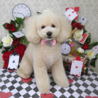 【山手店】2024年4月7日のワンちゃん達♪