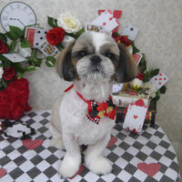 【山手店】2024年4月8日のワンちゃん達♪