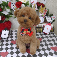 【山手店】2024年4月11日のワンちゃん達♪