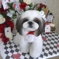 【山手店】2024年4月13日のワンちゃん達♪