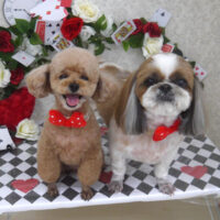 【山手店】2024年4月14日のワンちゃん達♪