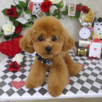 【山手店】2024年4月15日のワンちゃん達♪