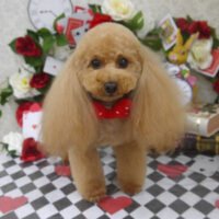 【山手店】2024年月18日のワンちゃん達♪