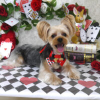 【山手店】2024年4月20日のワンちゃん達♪