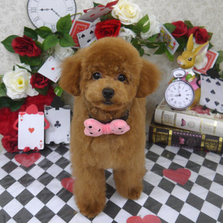 【山手店】2024年4月21日のワンちゃん達♪