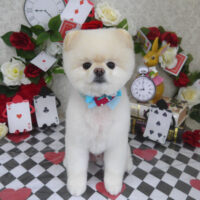 【山手店】2024年4月22日のワンちゃん達♪