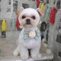 【山手店】2024年4月25日のワンちゃん達♪