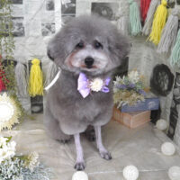 【山手店】2024年4月26日のワンちゃん達♪