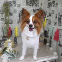 【山手店】2024年4月27日のワンちゃん達♪