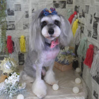 【山手店】2024年4月28日のワンちゃん達♪