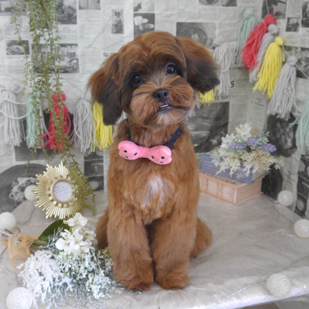 【山手店】2024年4月29日のワンちゃん達♪