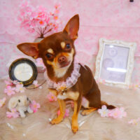 【池下店】2024年4月1日のワンちゃん達♪