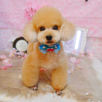 【池下店】2024年4月4日のワンちゃん達♪