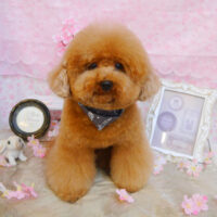 【池下店】2024年4月5日のワンちゃん達♪