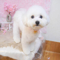 【池下店】2024年4月6日のワンちゃん達♪